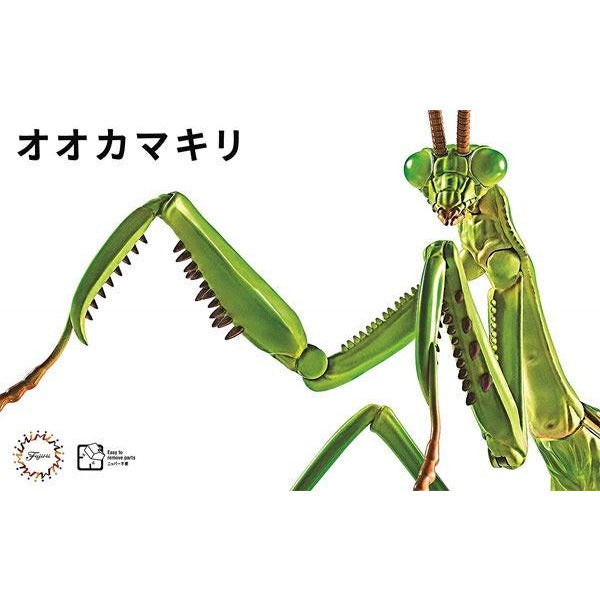 Big Mantis Biology Edition #023 by Fujimi