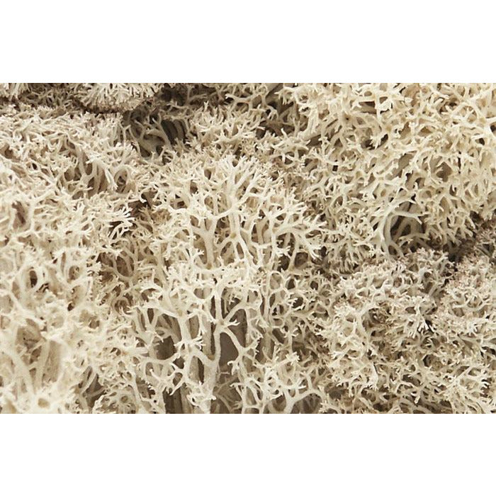 Woodland Scenics Lichen - Natural WOO166